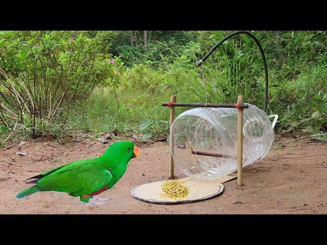 Creative Unique Quick Parrot Trap Using 5 Liters Bottle, Paper And Woods - Bird Trap Working 100%