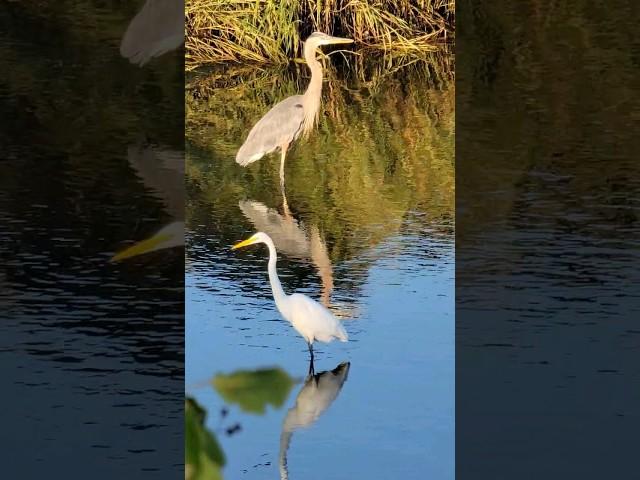 Beautiful Nature  @Nature24by7 @NatGeo @birdbt #birds #viral #nature #beautiful #trending