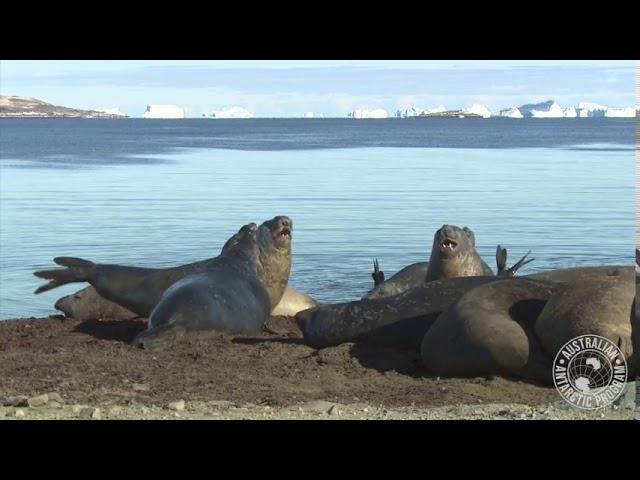 Australian Antarctic Science