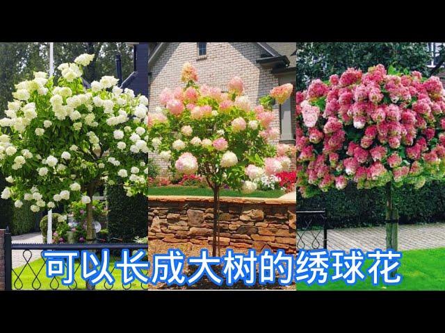 耐热又耐寒的绣球花，Limelight Hydrangea 。【莎拉养花】