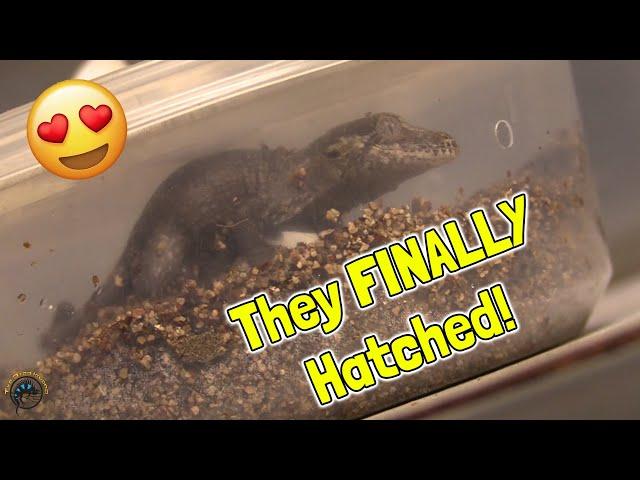 The Gargoyle Geckos FINALLY HATCHED!  - And They're SUPER ADORABLE! 