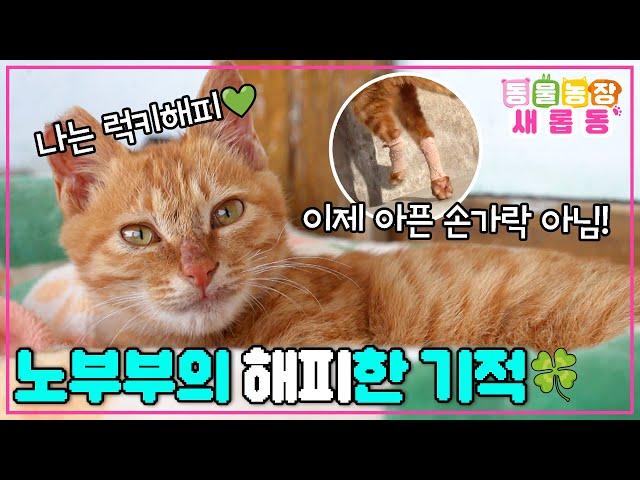 [#새롭동물농장] May I be happy? 노부부의 소소한 행복️ 부부의 지극정성에 해피를 찾아온 기적 / EP.1200 #TV동물농장 #AnimalFarm #SBSstory