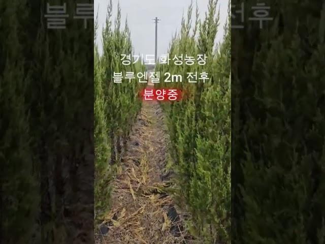 블루엔젤 조경수 유럽풍정원수 화성나무농장 1.5~2m 특가판매