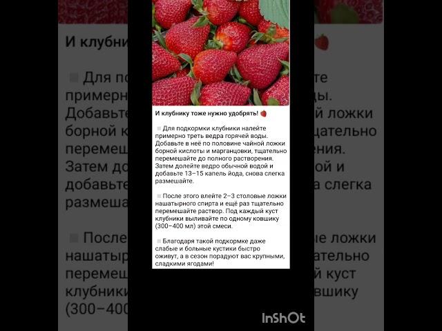 рекомендации по удобрению клубники