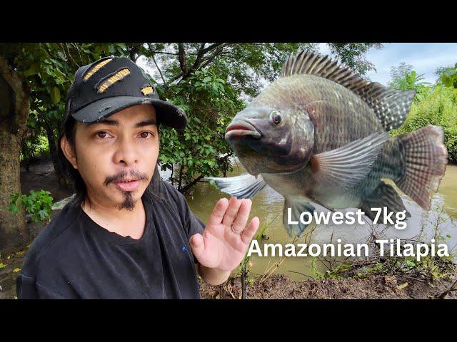 Alam nyo ba yung lowest 7kg na Amazonian Tilapia? | Y5E5