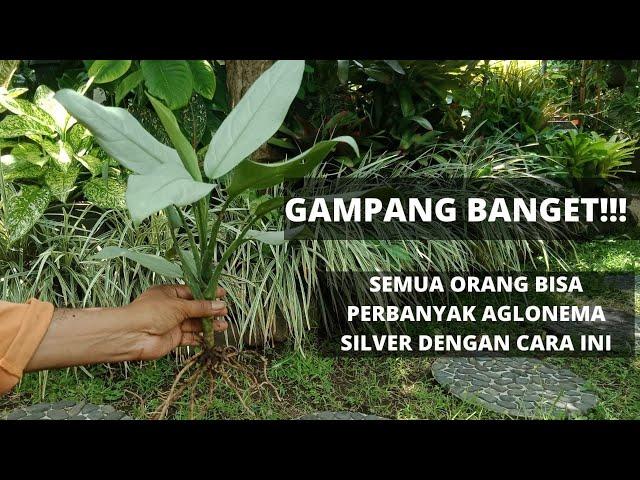 GA PAKE RIBET!! Memperbanyak Aglonema Silver dengan Cara Mencacah dan Menanam dengan Pasir dan Air