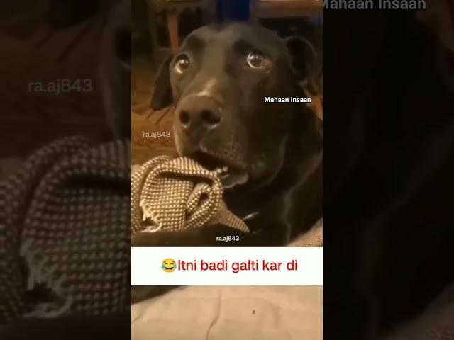 Oooo Bhaari mistake ho gayi | Dog Funny Video | Mahaan Insaan | Mahaan Insaan Memes