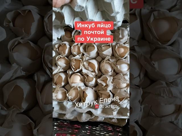 Купить инкубационное яйцо Племенное хозяйство Хитрук Елена Украина