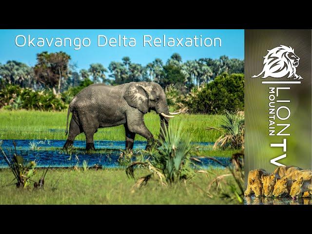 Serenity in the Heart of Nature: Okavango Delta Relaxation  #animalrelaxation