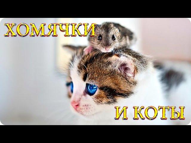 Забавные Хомячки и Коты! Веселая Видео Подборка! Смешные Животные/