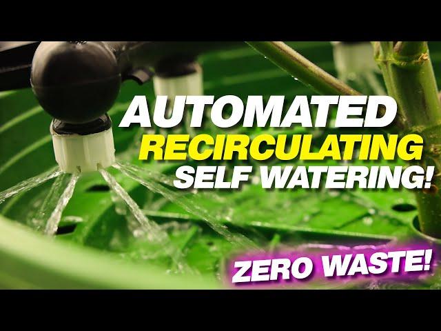 Automated Recirculating Watering Setup! No Waste!