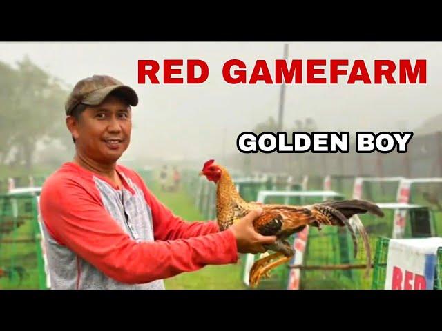 THE GOLDEN BOY RED GAMEFARM