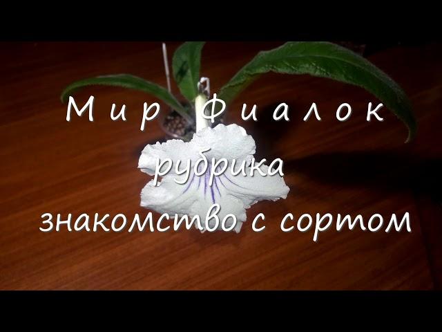 Стрептокарпус Снега Килиманджаро (В. Парамонов) | Знакомство с сортом