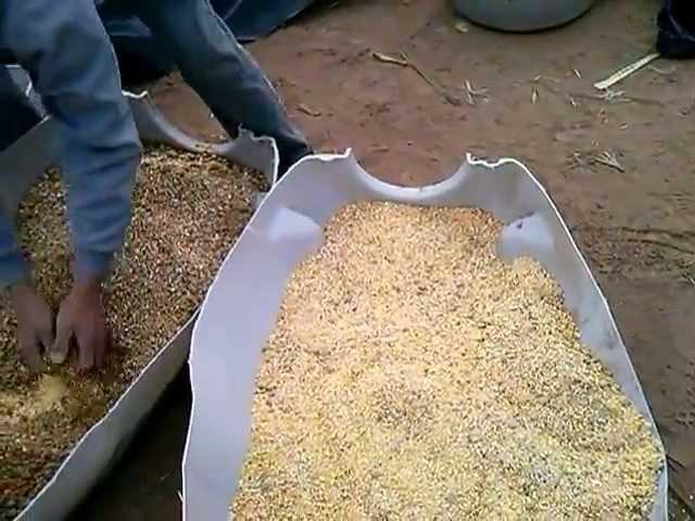 Preparación de Fermentos Biotec. para ensilado de Caña de azúcar.