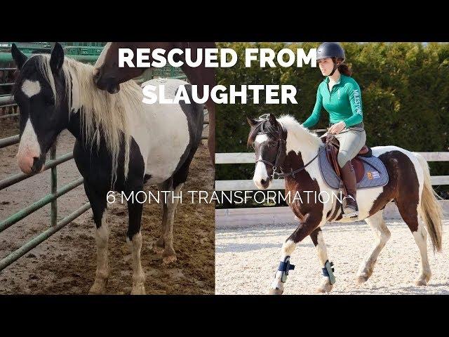 Slaughter Rescue Pony's 6 Month Transformation| From Afraid & Aggressive to Show Pony