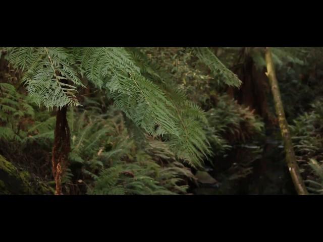 Guillaume Doerig - "Deep In The Otways" (OFFICIAL VIDEO)