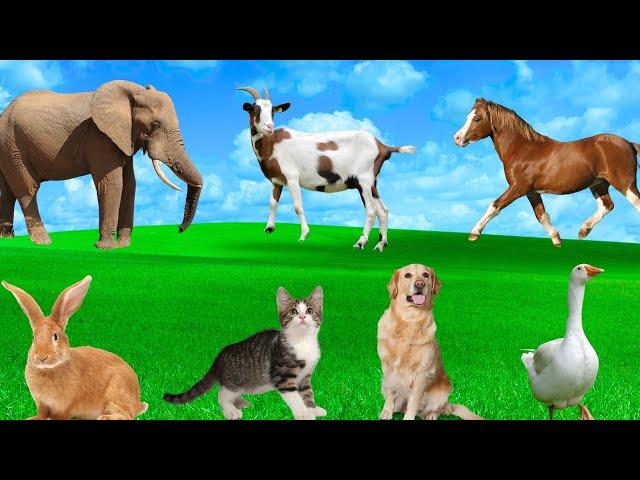 Cute Animal Moments - Elephant, Horse, Dog, Cat, Rabbit, Pig - Animal Sounds