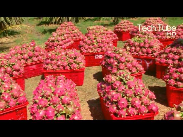 Modern Dragon Fruit Farm And Harvest | Amazing Dragon Fruit Process In Factory