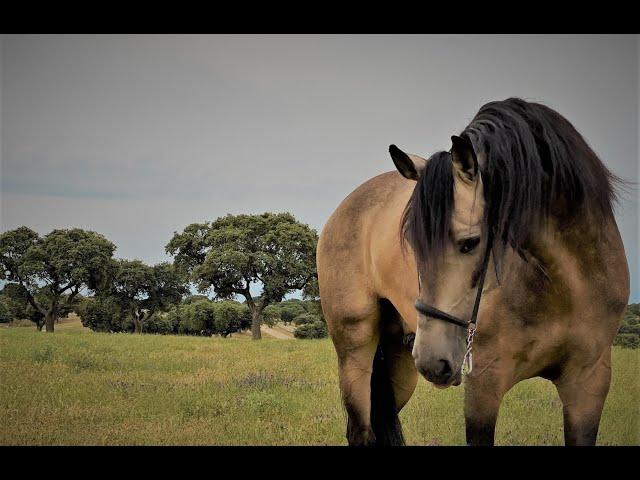 ULTIMADO XXXIII - PRE HORSE - 5 YEARS OLD!!