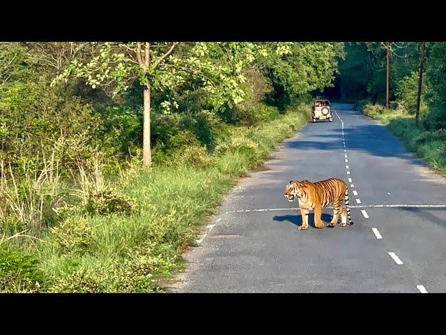 Corbett घूमने गए और बाघ से सामना सामना हो गया  | JungleSafari | Jim Corbett National Park