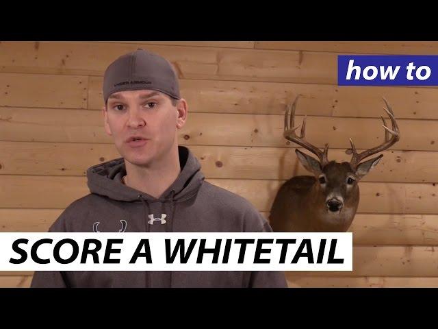 How to score a Whitetail Deer