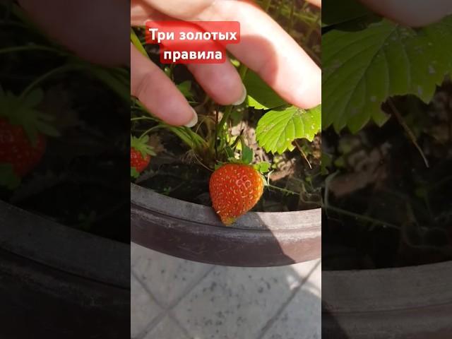 А вы тоже так думаете? Пишите в комментариях #мотивация #цытаты #motivation #психология #вдохновение