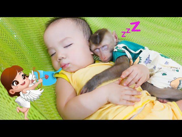 Lovely! Monkey PUPU and baby NGUYEN go to sleep together in a hammock!