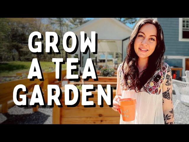 Q&A: Planting an Herbal Tea Garden And Growing My Own Herbal Teas