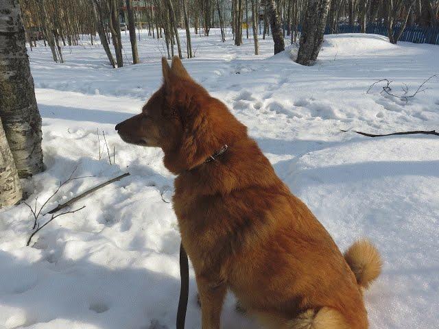 Воспитание щенка.  Карело финской лайки