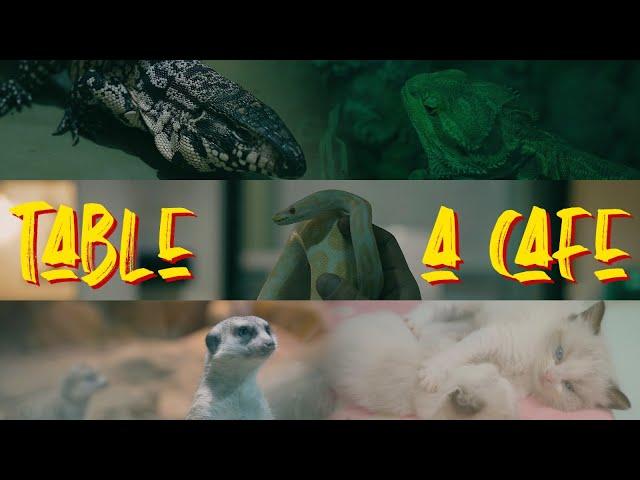 Visiting the BEST Animal Cafe in South Korea: Table A Cafe | #SouthKorea #vlog52