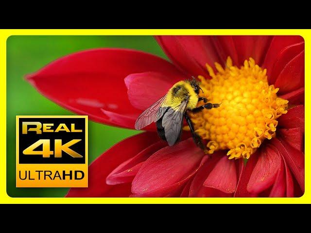 Breathtaking Colors of Nature in 4K II  Beautiful Flowers - Sleep Relax Music UHD TV Screensaver