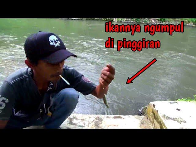 Mancing Nilem Cukup Di Pinggiran, Mancing Nilem Irigasi