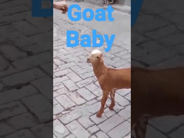 #shortsvideo #mspetsvlogs #shortsfeed#goat#shortsvideo #shortsfeed #babygoat #shortsviral #videovira