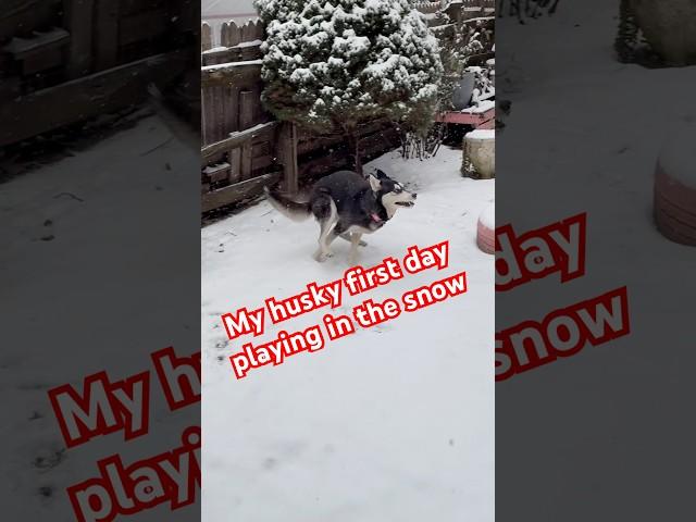 Watch This Adorable Husky Experience Snow For The First Time!