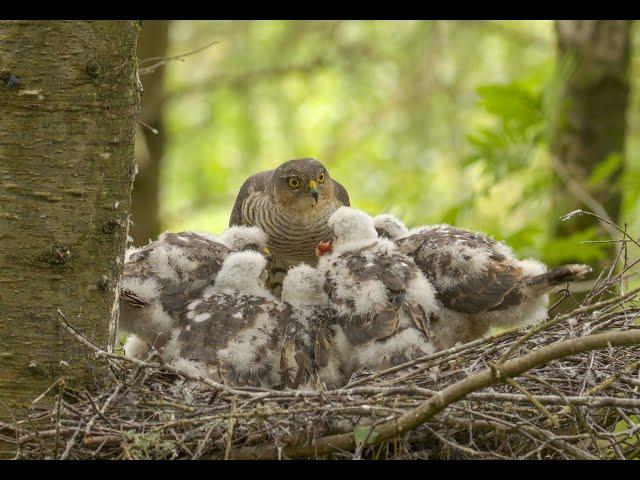 Nesting Sparrowhawks 4k