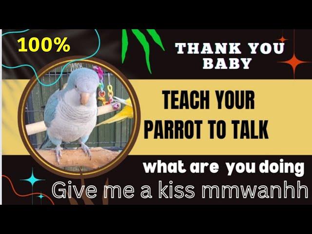 Teach your parrot to talk | What You Doing | Give Me a Kiss | Mmwanhh | Thank You Baby