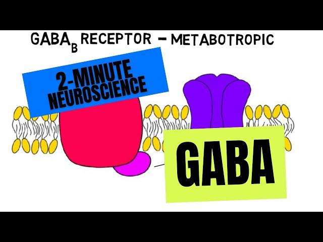 2-Minute Neuroscience: GABA