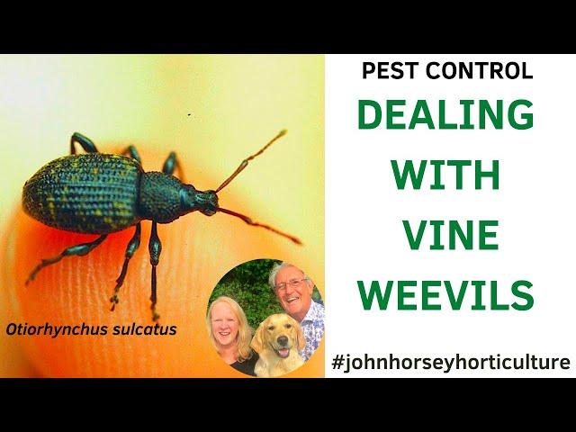 HOW TO CONTROL VINE WEEVILS - DEALING WITH VINE WEEVILS IN YOUR GARDEN