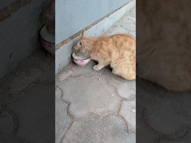 Cat drinking milk #shorts #bishkek #foryou #youtubeshorts #kyrgyzstan