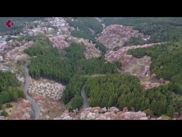 Shoot cherry blossoms with a drone(April 2020,Yoshino-cho,NARA Pref. JAPAN)