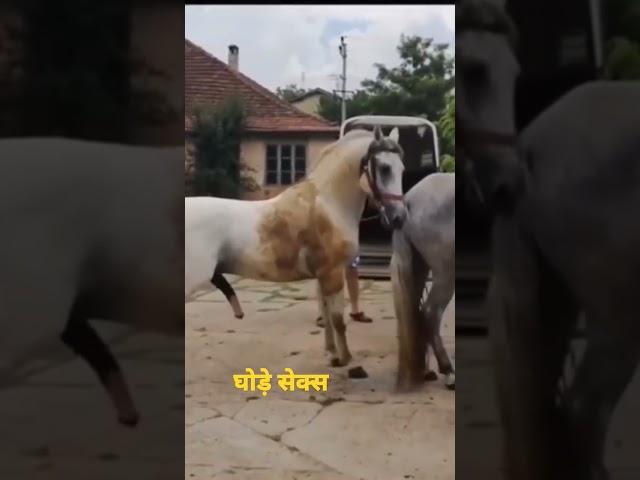 sexy #short #sexy #horse