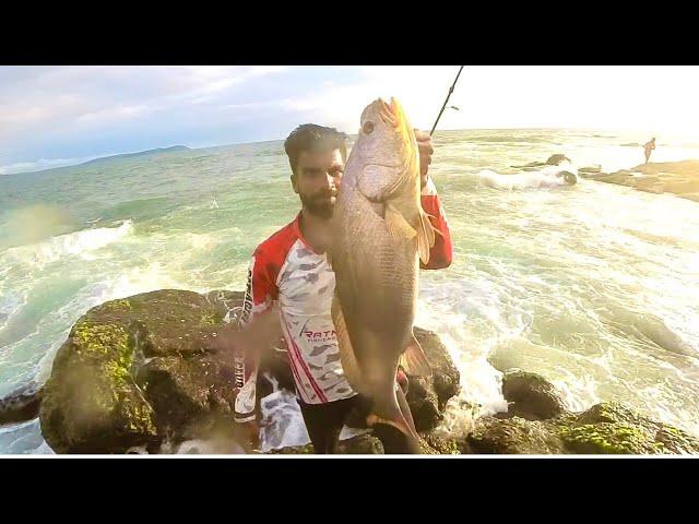 Ghol fish fishing from shore | Jew fish back to back | Ratnagiri Anglers crazy fishing || Jew fish