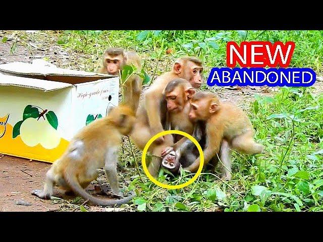 BREAKING NEWS! NEW ABANDONED MONKEY JUST RELEASES IN SOVANNA TROOP, BABY ABANDONED IS SAD AND SCARED