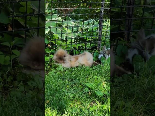 Bunny Diary Day 215.  Freaky Cosmo  #rabbit #rabbitvlog  #rabbitnyc #bunnynyc #兔 #うさぎ #Bunny