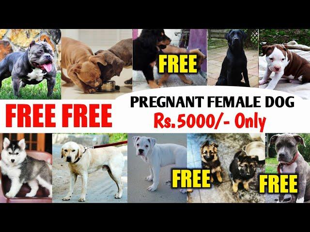 FREE FREE FREE | Pregnant female dog सिर्फ ₹.5000/- | Cheapest price dog market