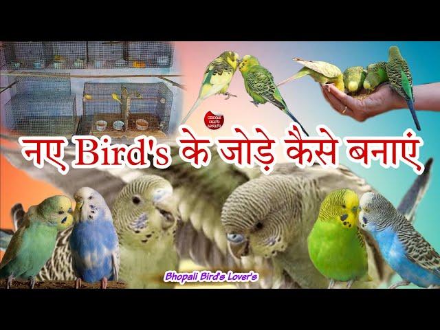 Budgie Bird ke pair kese lagayen// शुरू से सीखिए #birds