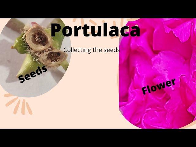 How to collect seeds from Portulaca/Table Rose seeds and growing them in compound wall pocket