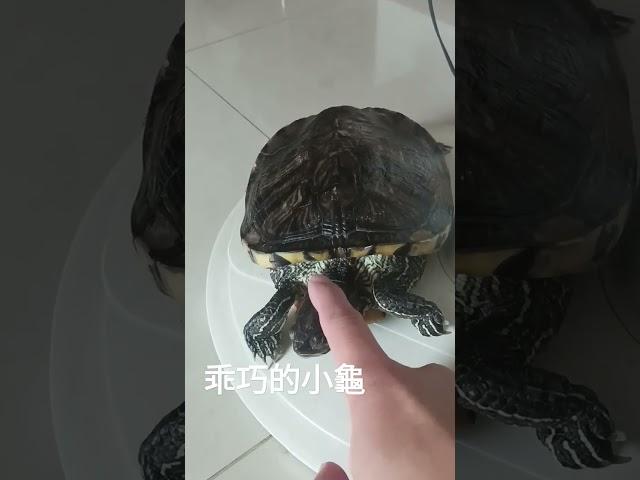 可愛的小龜龜～可以摸摸頭沒關係喔！