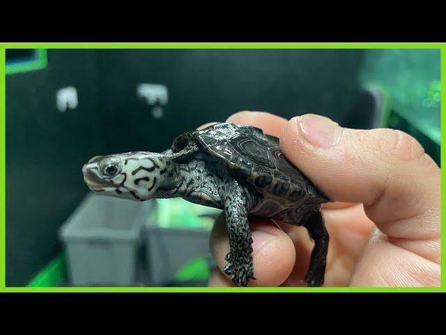 Diamondback Terrapin Care Guide - EPS 3