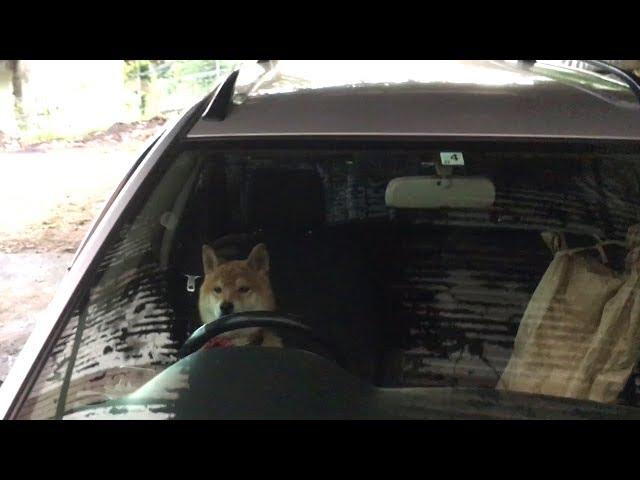 Shibe plays pranks and about to escape by car.